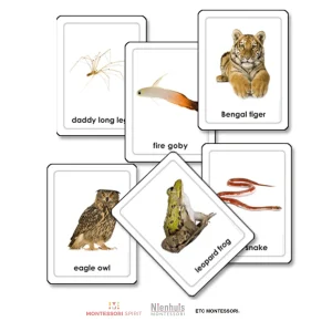 animals-of-the-seven-continents.jpgv1729877524 Animals of the Seven Continents