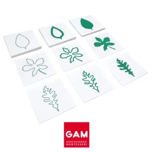 cartes-des-formes-de-feuilles.jpgv1729879160 Cartes des formes de feuilles