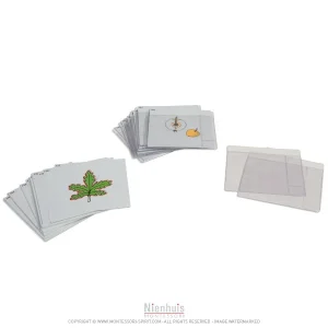 Troisième jeu de cartes de botanique en anglais